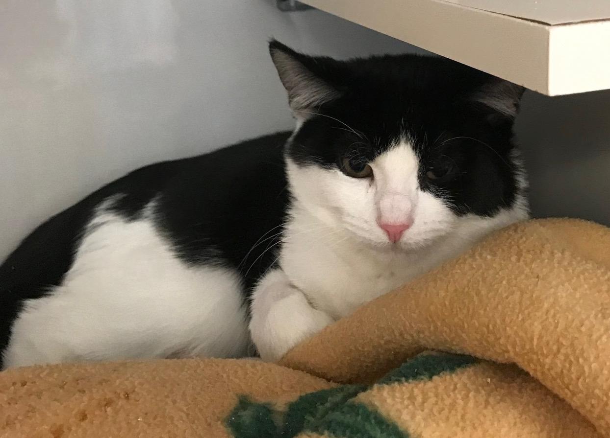 Enlarge Tenneyson, a Adoptable mixed breed in Arthurette, NB image 1/1