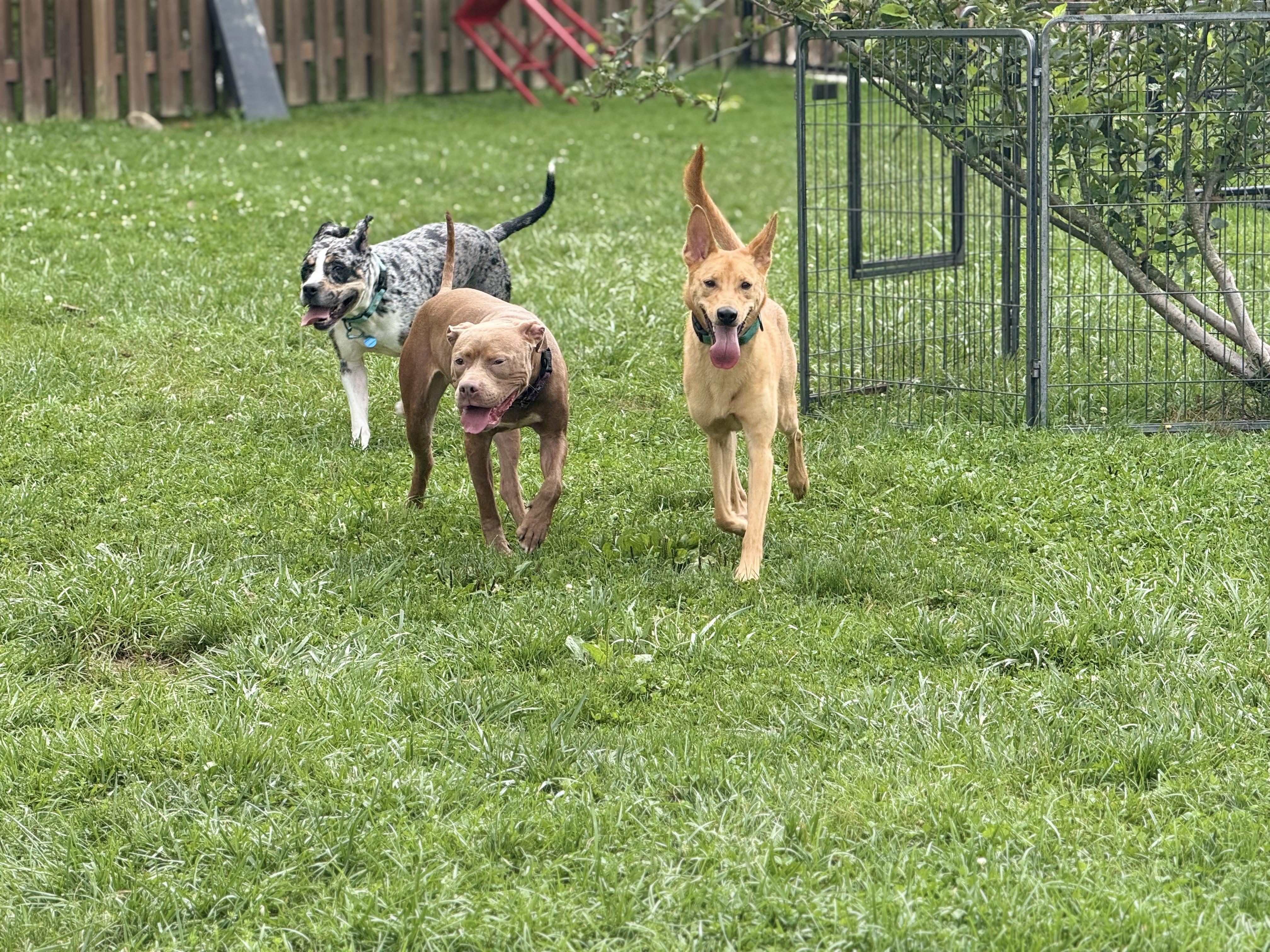 Enlarge Choo Choo, a Adoptable mixed breed in Cleveland, OH image 4/6