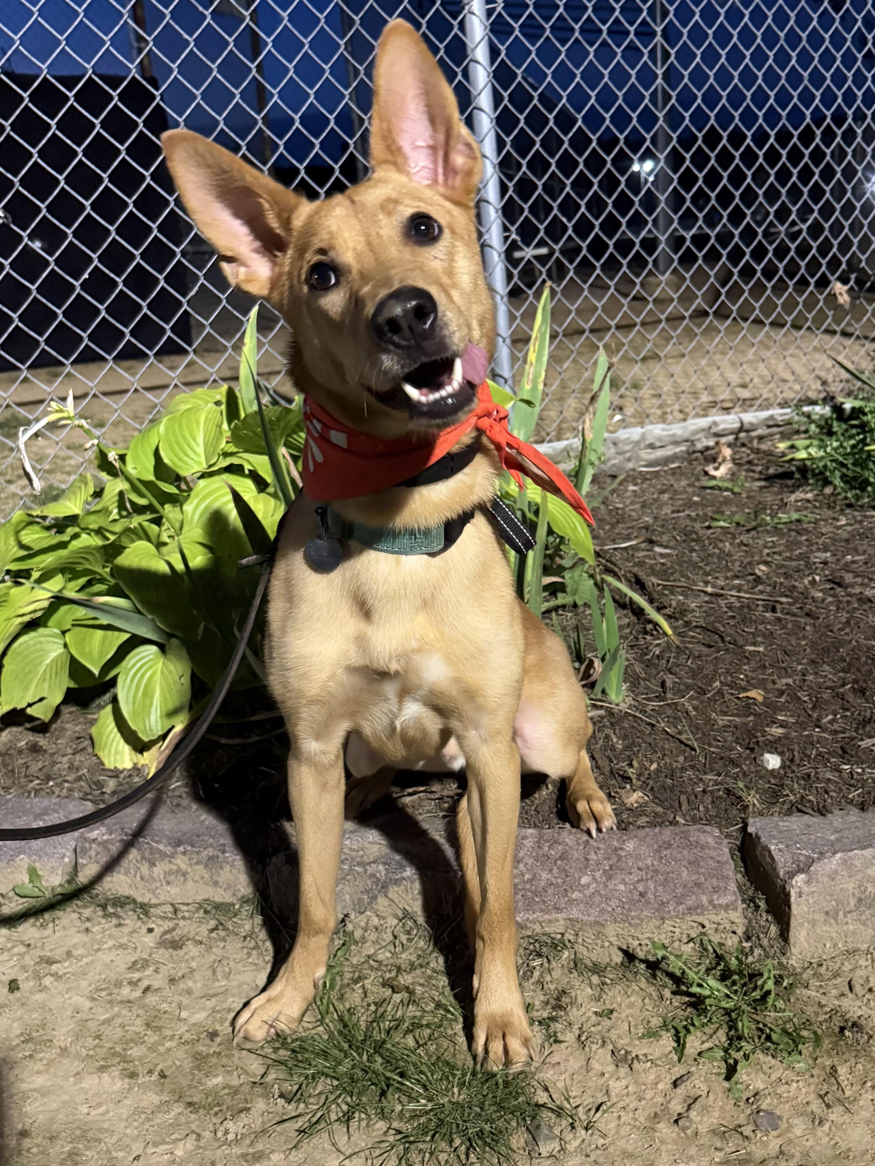 Enlarge Choo Choo, a Adoptable mixed breed in Cleveland, OH image 2/6