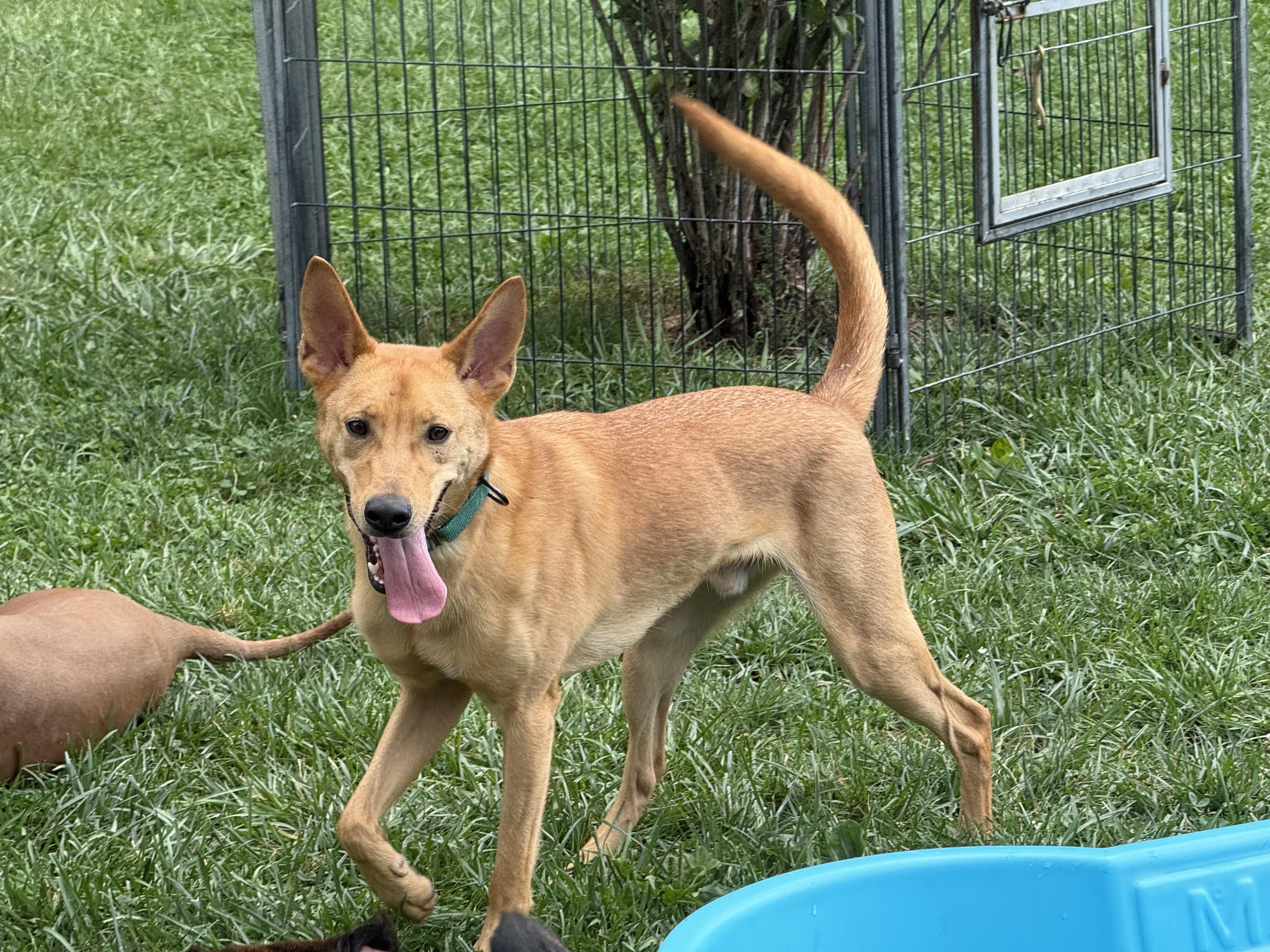Enlarge Choo Choo, a Adoptable mixed breed in Cleveland, OH image 3/6