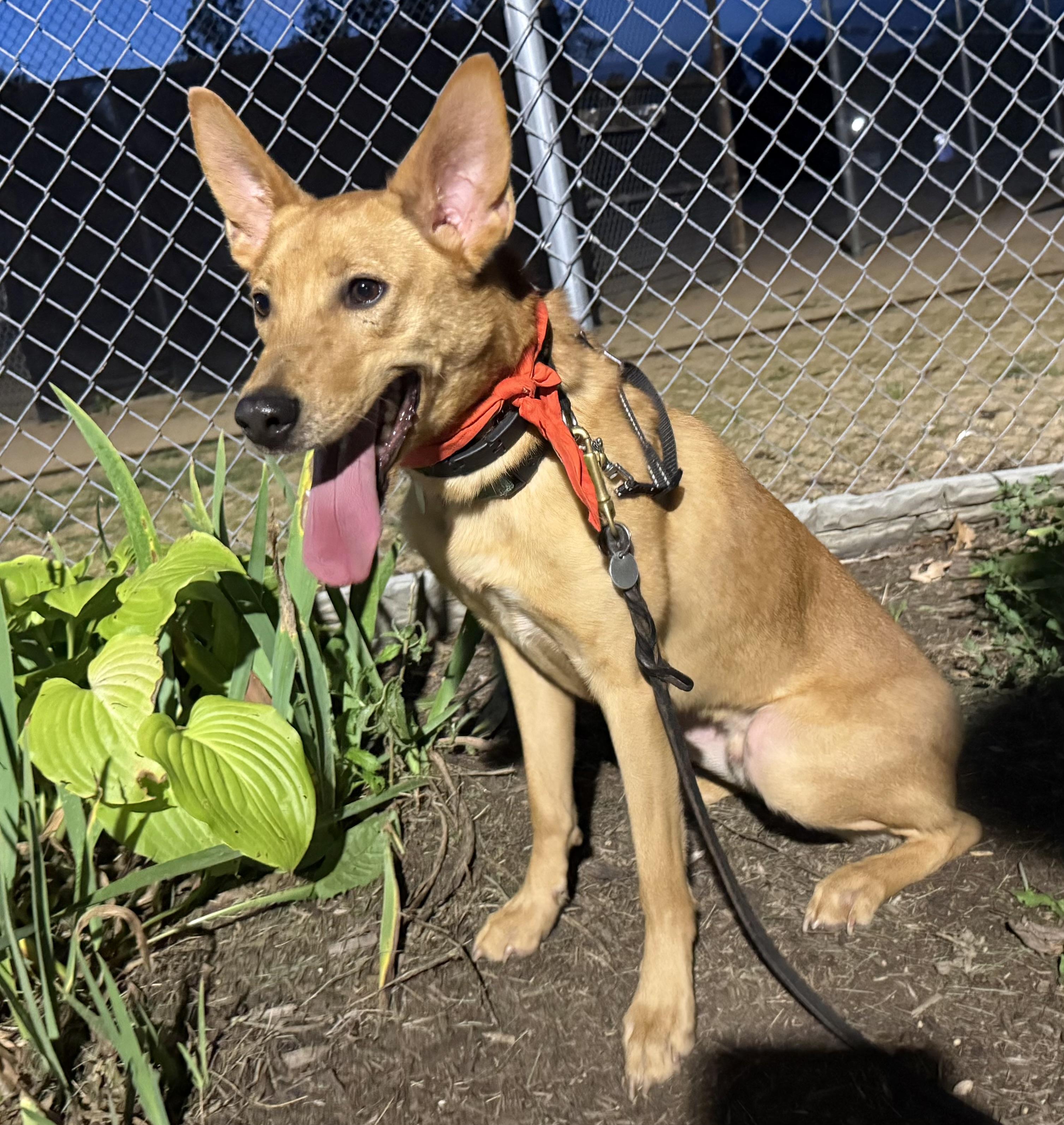 Enlarge Choo Choo, a Adoptable mixed breed in Cleveland, OH image 5/6