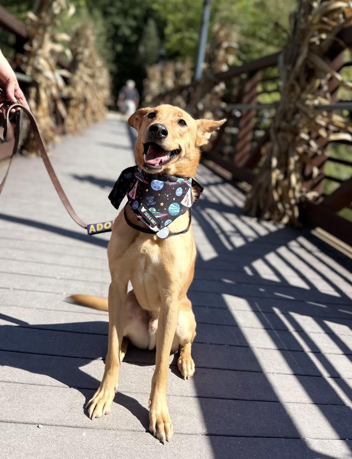 Enlarge Choo Choo, a Adoptable mixed breed in Cleveland, OH image 6/6