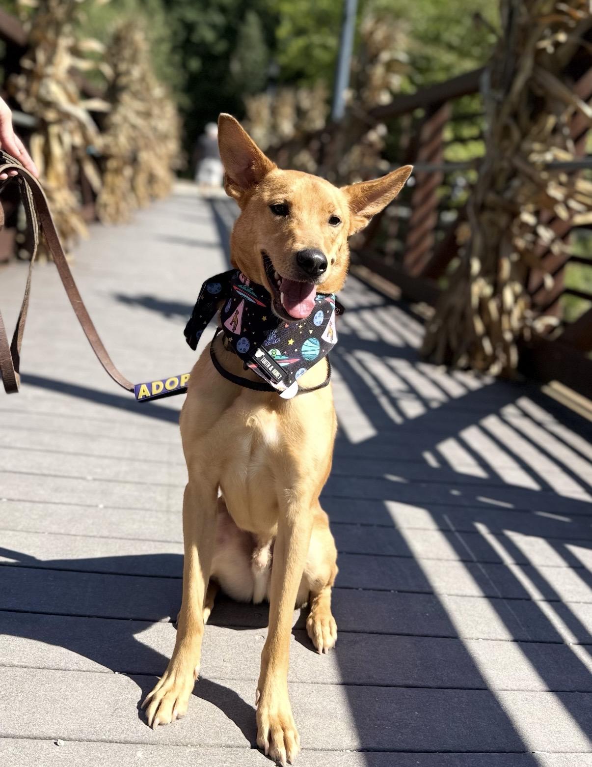 Choo Choo, Adoptable, Young Male German Shepherd Dog.