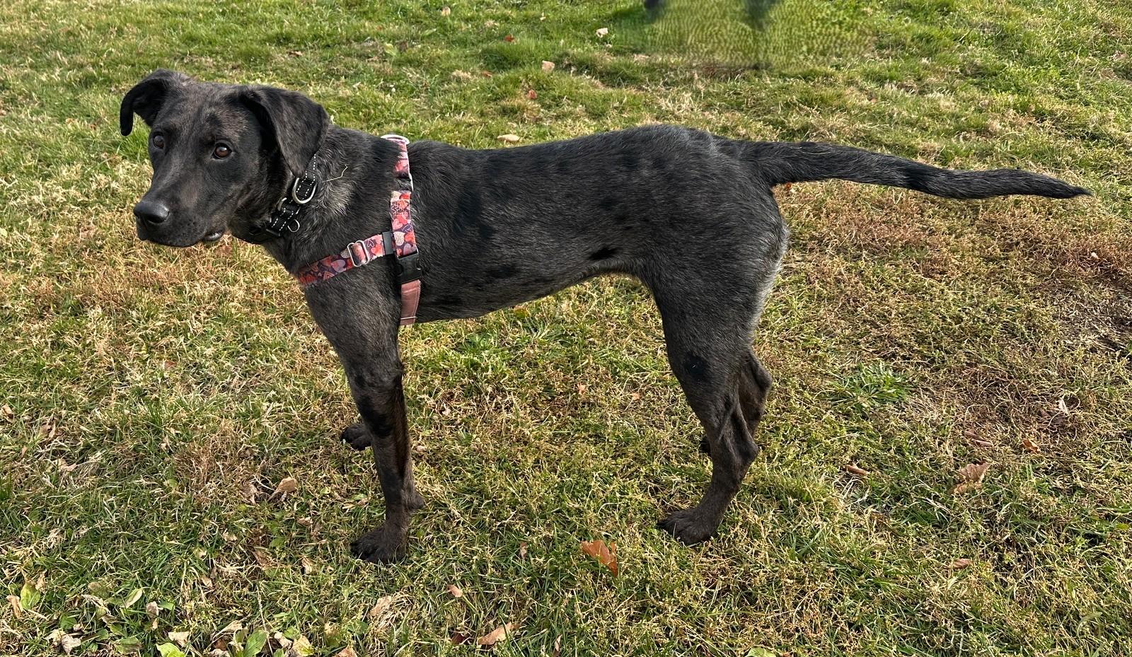 Elvie - MA, an adopted mixed breed in Hanscom AFB, MA image 3/5