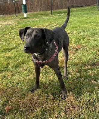 Elvie - MA, an adopted mixed breed in Hanscom AFB, MA image 4/5