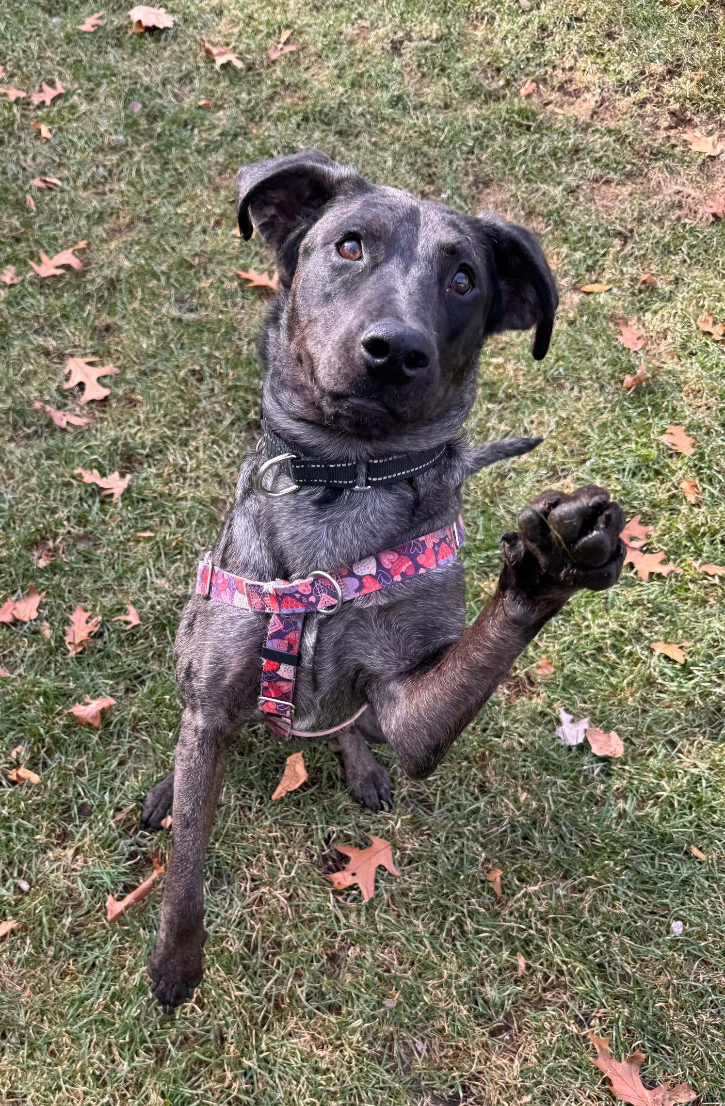 Elvie - MA, an adopted mixed breed in Hanscom AFB, MA image 1/5
