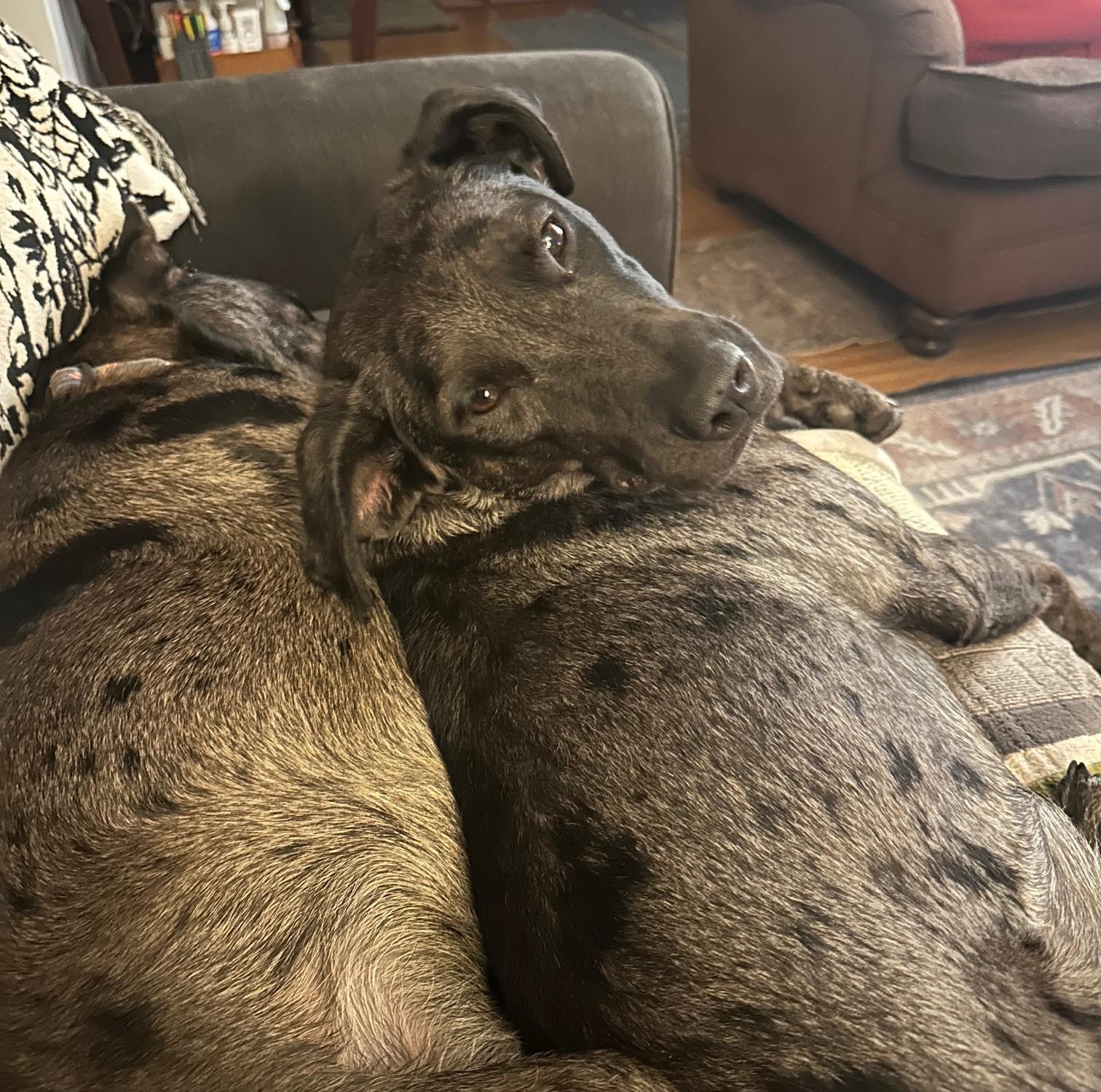 Elvie  Ma thumbnail 5