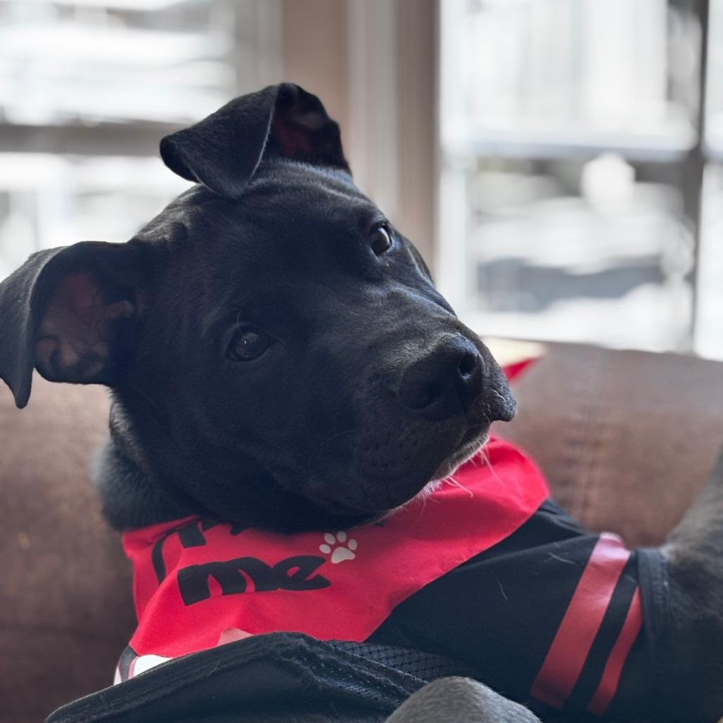 Enlarge Stormy, a Adoptable American Staffordshire Terrier in Raleigh, NC image 1/6