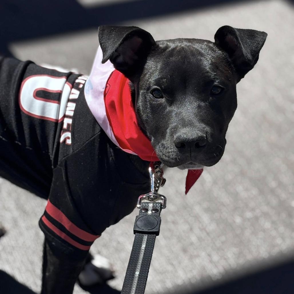 Stormy, Adoptable, Young Male American Staffordshire Terrier.