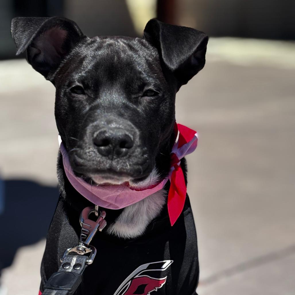 Enlarge Stormy, a Adoptable American Staffordshire Terrier in Raleigh, NC image 3/6