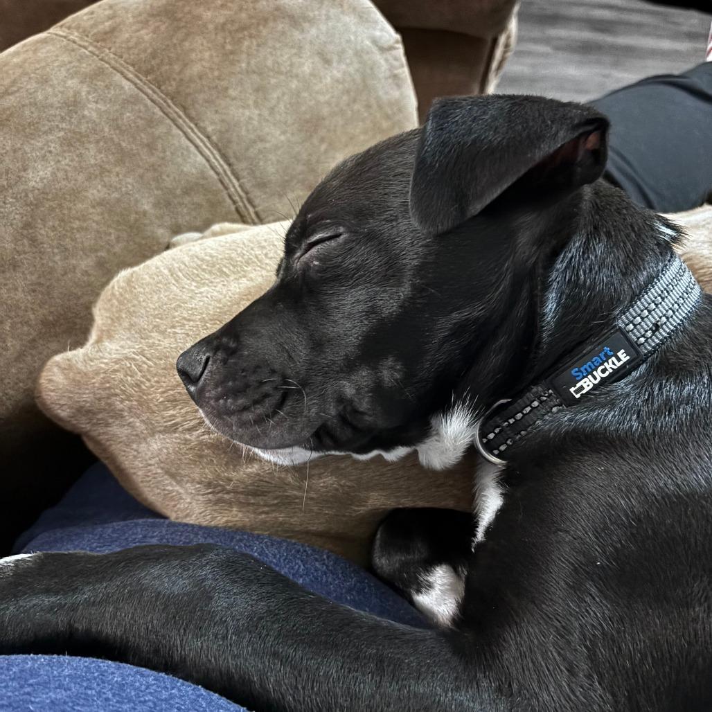 Enlarge Stormy, a Adoptable American Staffordshire Terrier in Raleigh, NC image 1/3