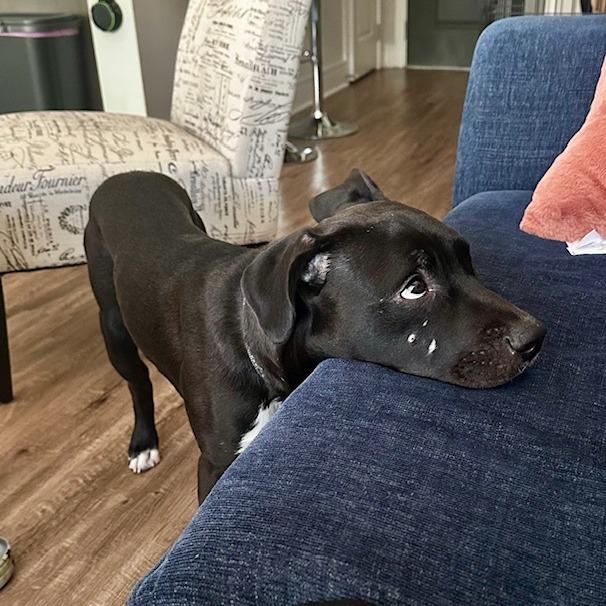 Enlarge Stormy, a Adoptable American Staffordshire Terrier in Raleigh, NC image 4/6
