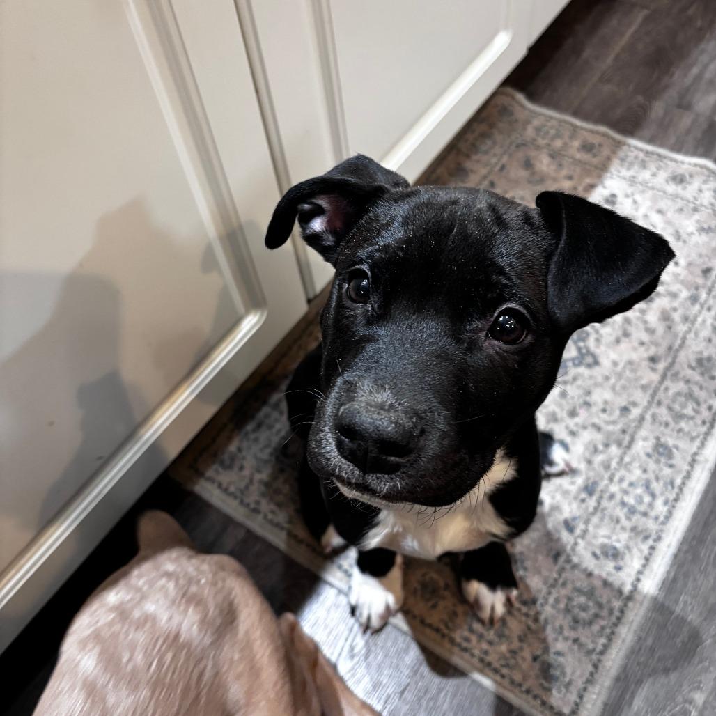 Enlarge Stormy, a Adoptable American Staffordshire Terrier in Raleigh, NC image 2/3