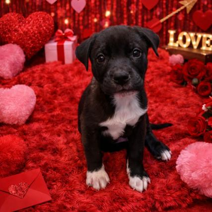 Enlarge Stormy, a Adoptable American Staffordshire Terrier in Raleigh, NC image 1/1