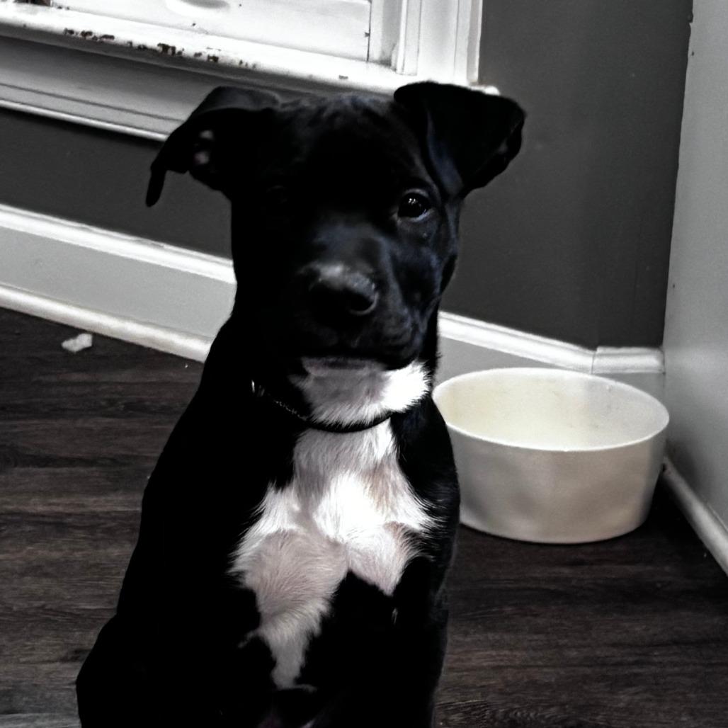 Enlarge Stormy, a Adoptable American Staffordshire Terrier in Raleigh, NC image 3/3