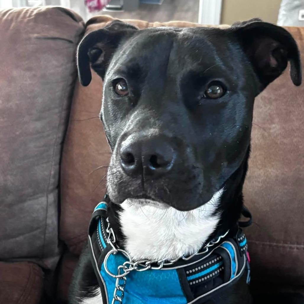 Stormy, a Adoptable American Staffordshire Terrier in Raleigh, NC image 4/5