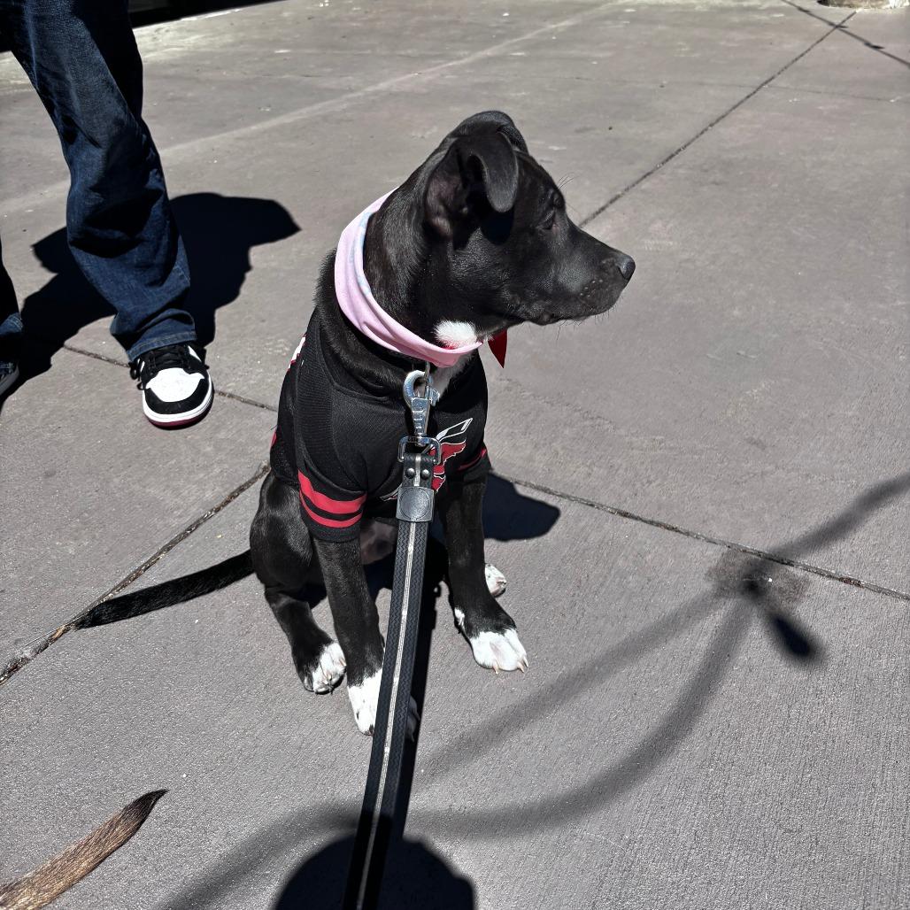 Enlarge Stormy, a Adoptable American Staffordshire Terrier in Raleigh, NC image 6/6
