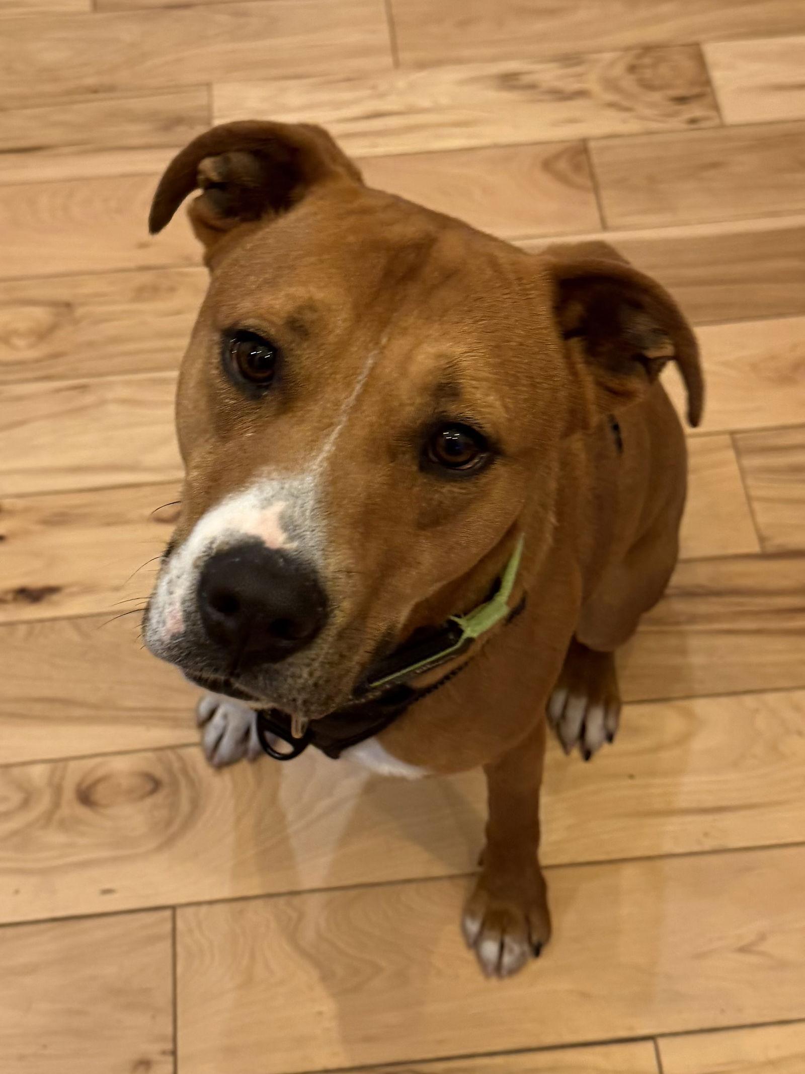 Ringo, Adoptable, Young Male Labrador Retriever & American Bulldog.