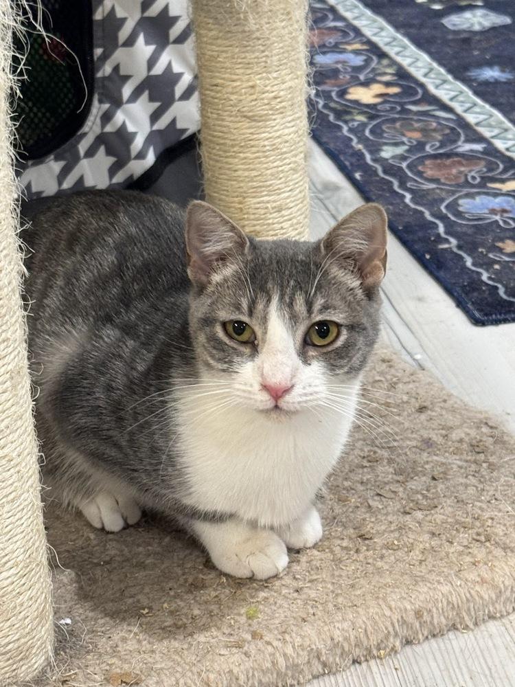 Enlarge Nova, a Adoptable Domestic Short Hair in Lake Grove, NY image 2/2