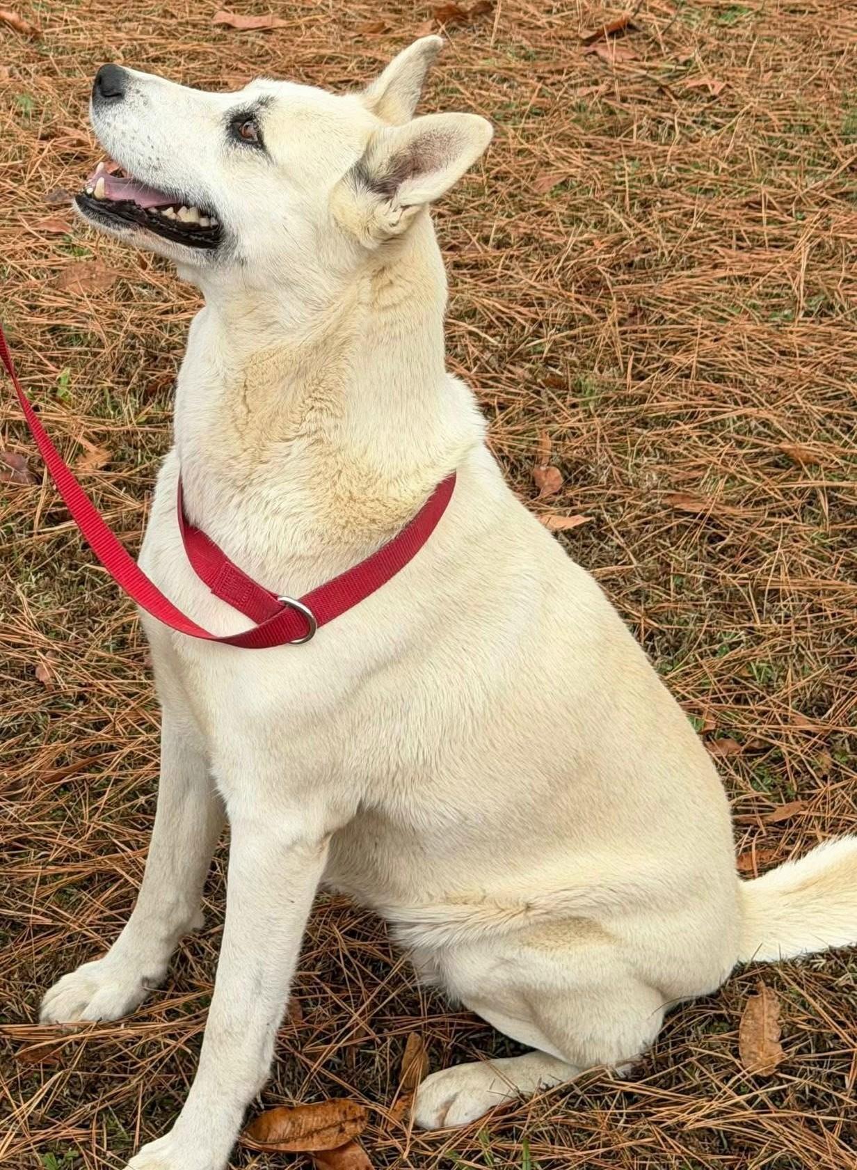 Maggie, Adoptable, Adult Female German Shepherd Dog.