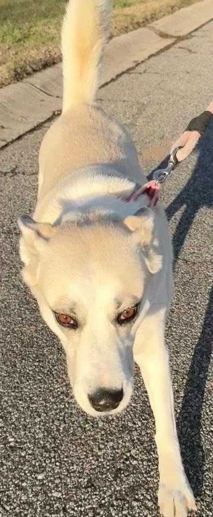 Enlarge Maggie, a Adoptable mixed breed in Gardiner, NY image 4/6