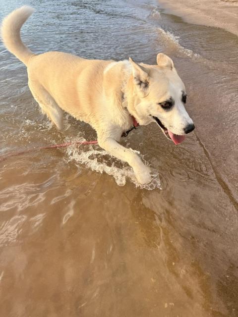 Enlarge Maggie, a Adoptable mixed breed in Gardiner, NY image 5/6
