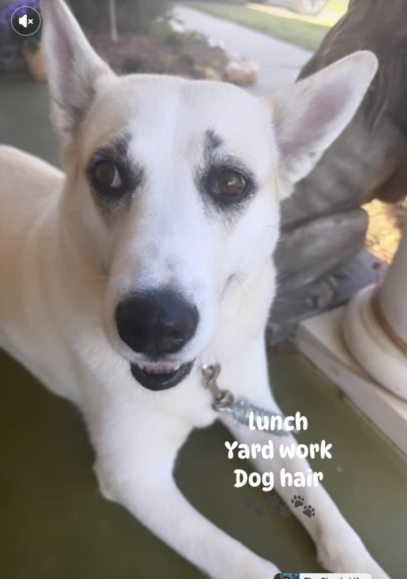 Enlarge Maggie, a Adoptable mixed breed in Gardiner, NY image 3/6