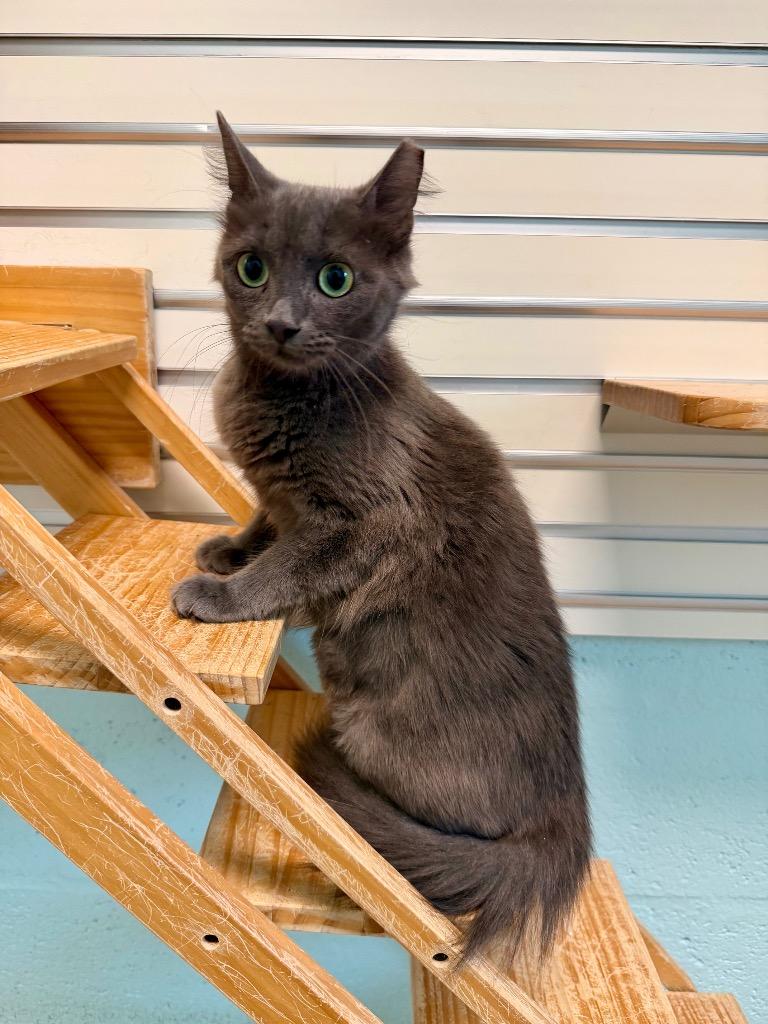 Detroit, Adoptable, Young Female Domestic Short Hair.