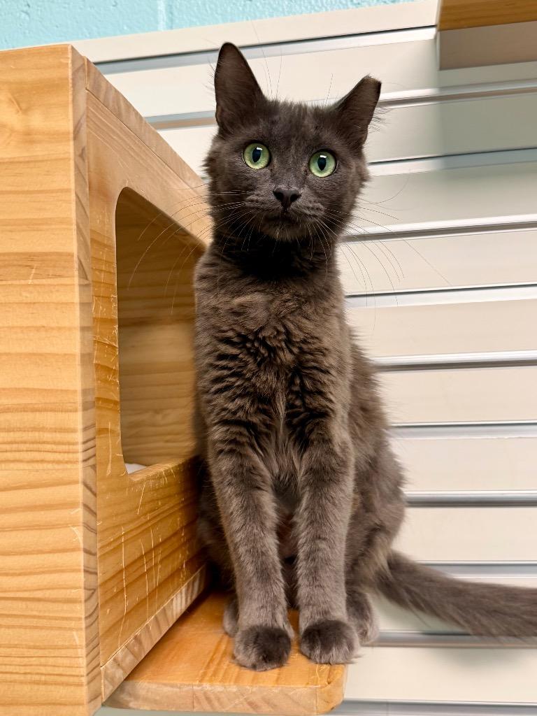 Enlarge Detroit, a Adoptable mixed breed in Cape Coral, FL image 2/2