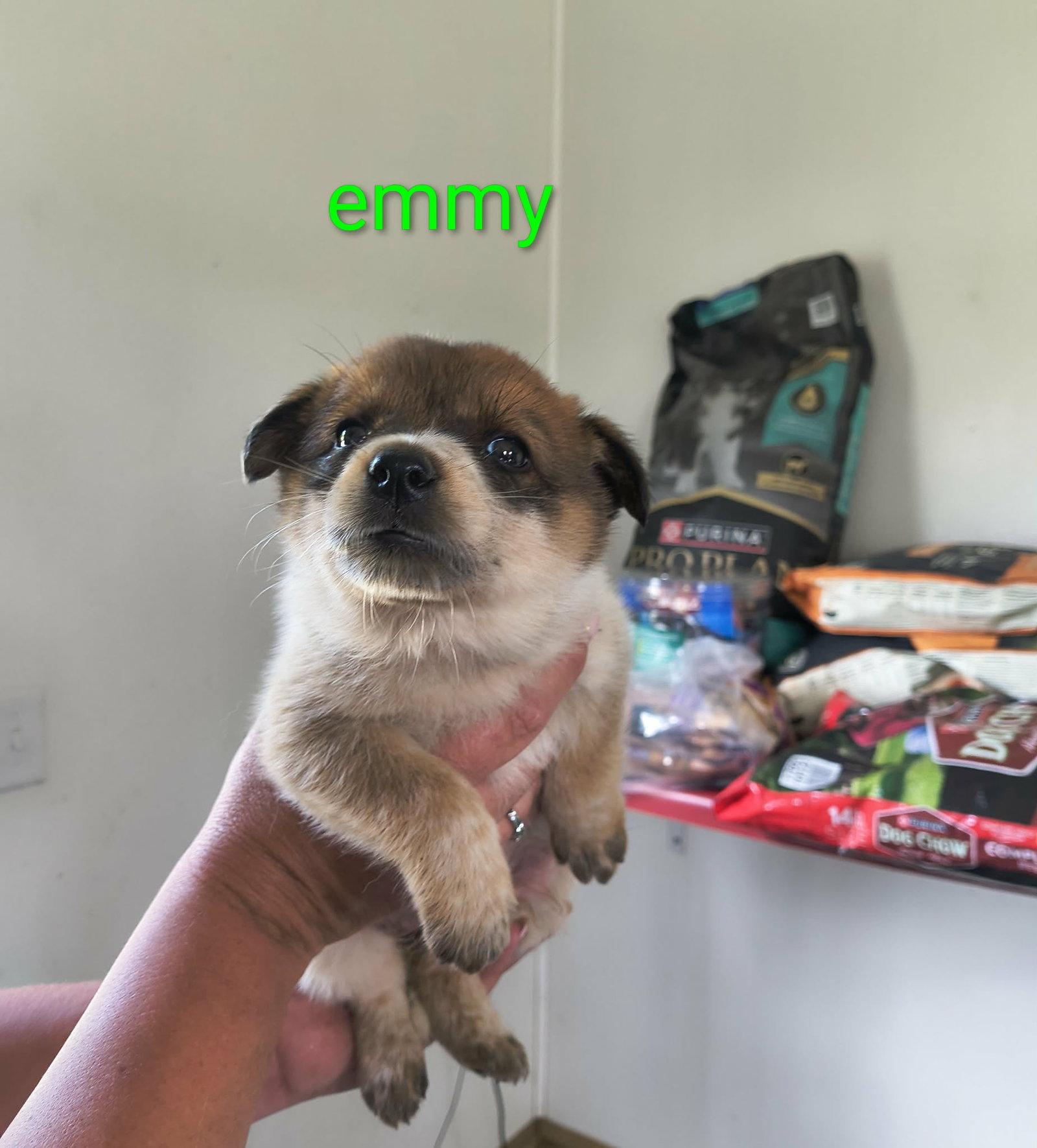 Enlarge Emmy, a Adoptable Shepherd in Stover, MO image 1/1