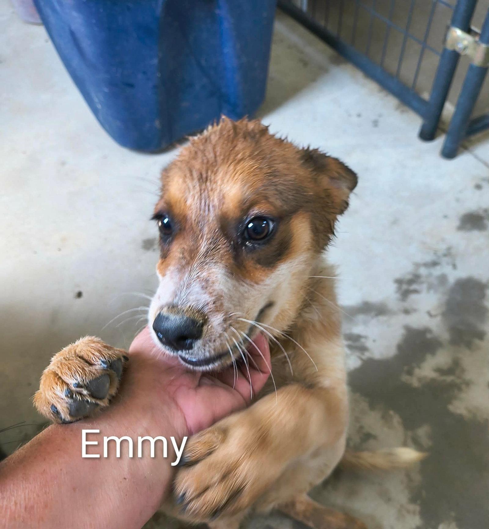 Enlarge Emmy, a Adopted Shepherd in Stover, MO image 2/2