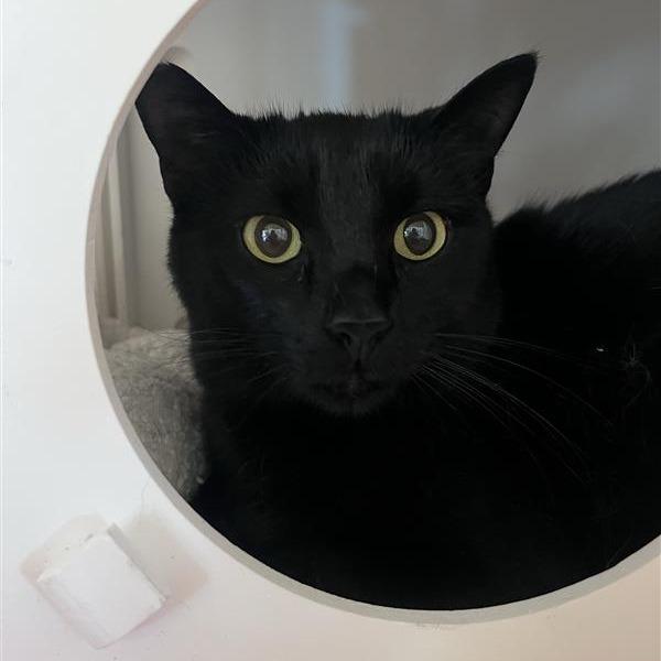 Enlarge Skipper, a Adoptable Domestic Short Hair in Bentonville, AR image 1/3