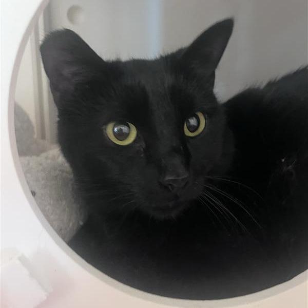 Enlarge Skipper, a Adoptable Domestic Short Hair in Bentonville, AR image 2/3