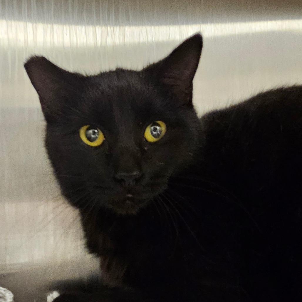 Enlarge Skipper, a Adoptable Domestic Short Hair in Bentonville, AR image 3/3