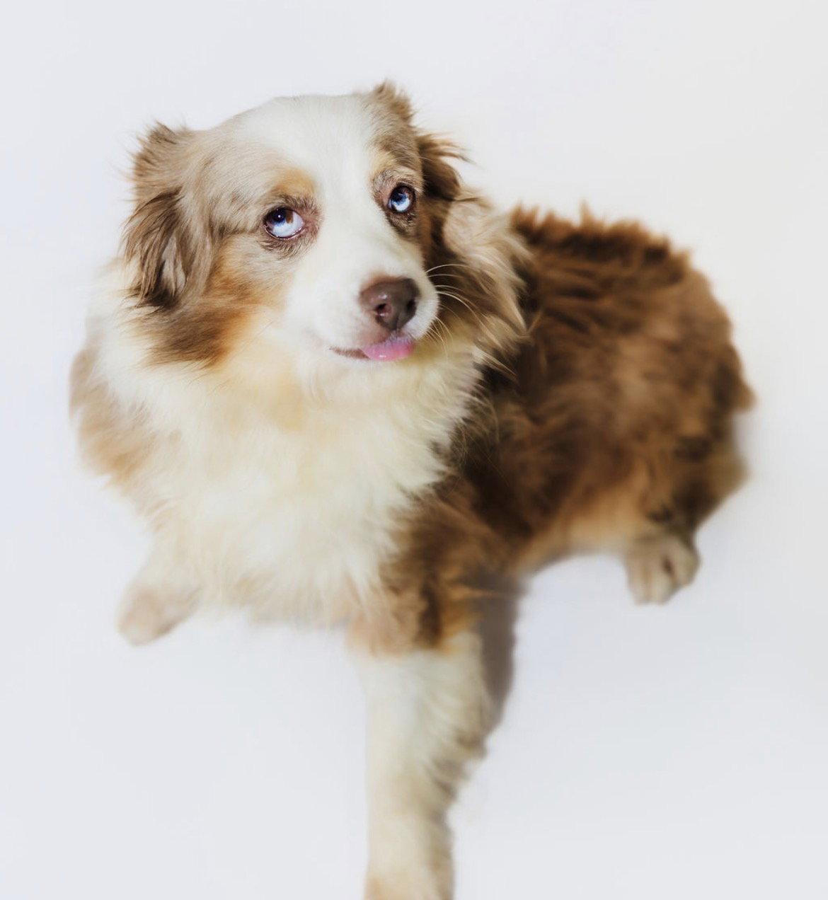 Enlarge Macey, a Adoptable Australian Shepherd in York, SC image 1/3
