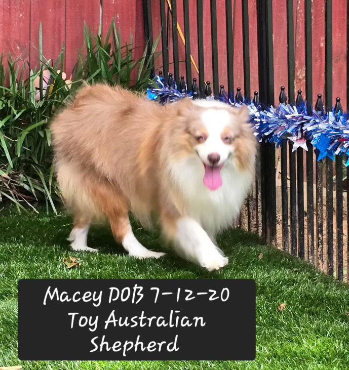 Enlarge Macey, a Adoptable Australian Shepherd in York, SC image 2/3