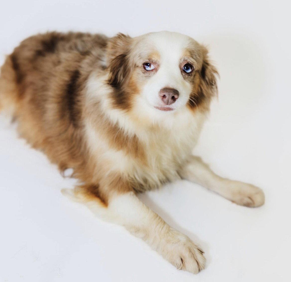 Enlarge Macey, a Adoptable Australian Shepherd in York, SC image 3/3