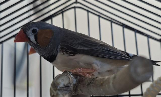 Enlarge BACON, a Adoptable Finch in Vaughan, ON image 1/1
