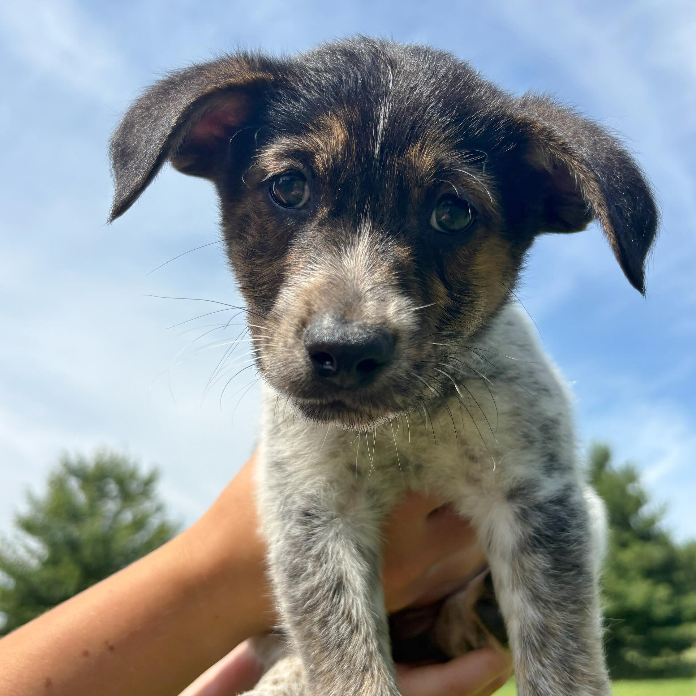 Prescott, adopted, Puppy Male Cattle Dog.