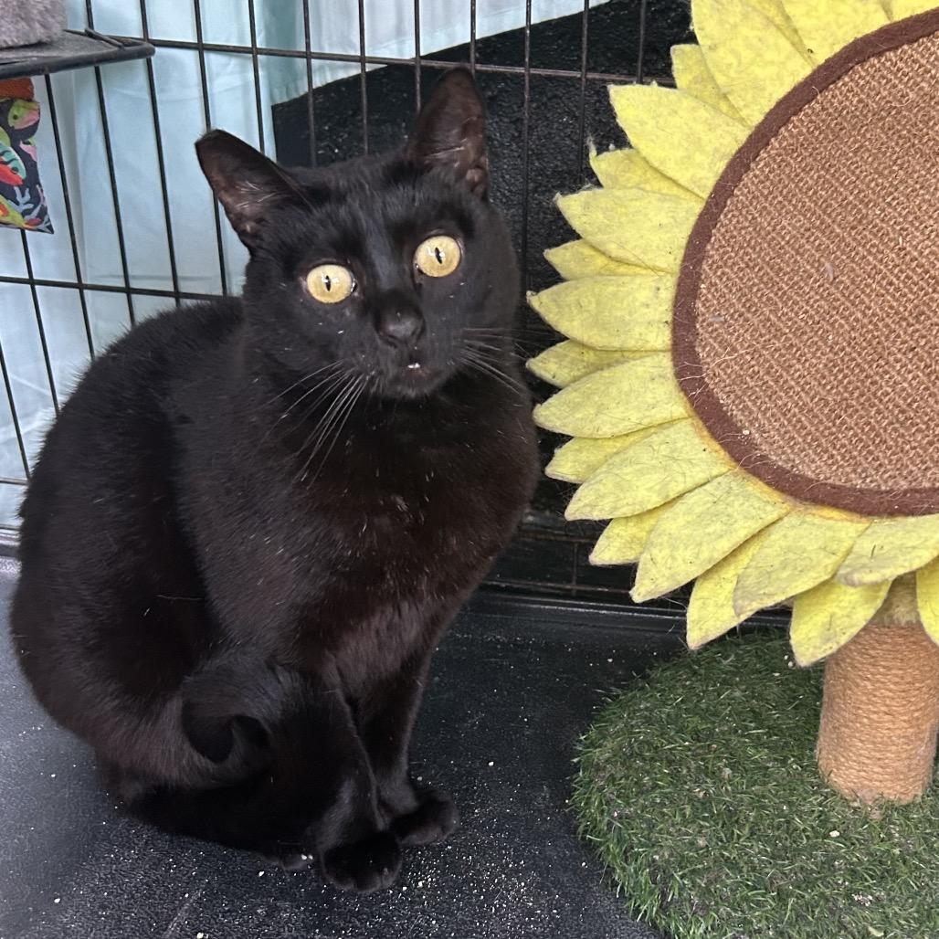 Sammy — thumbnail 2