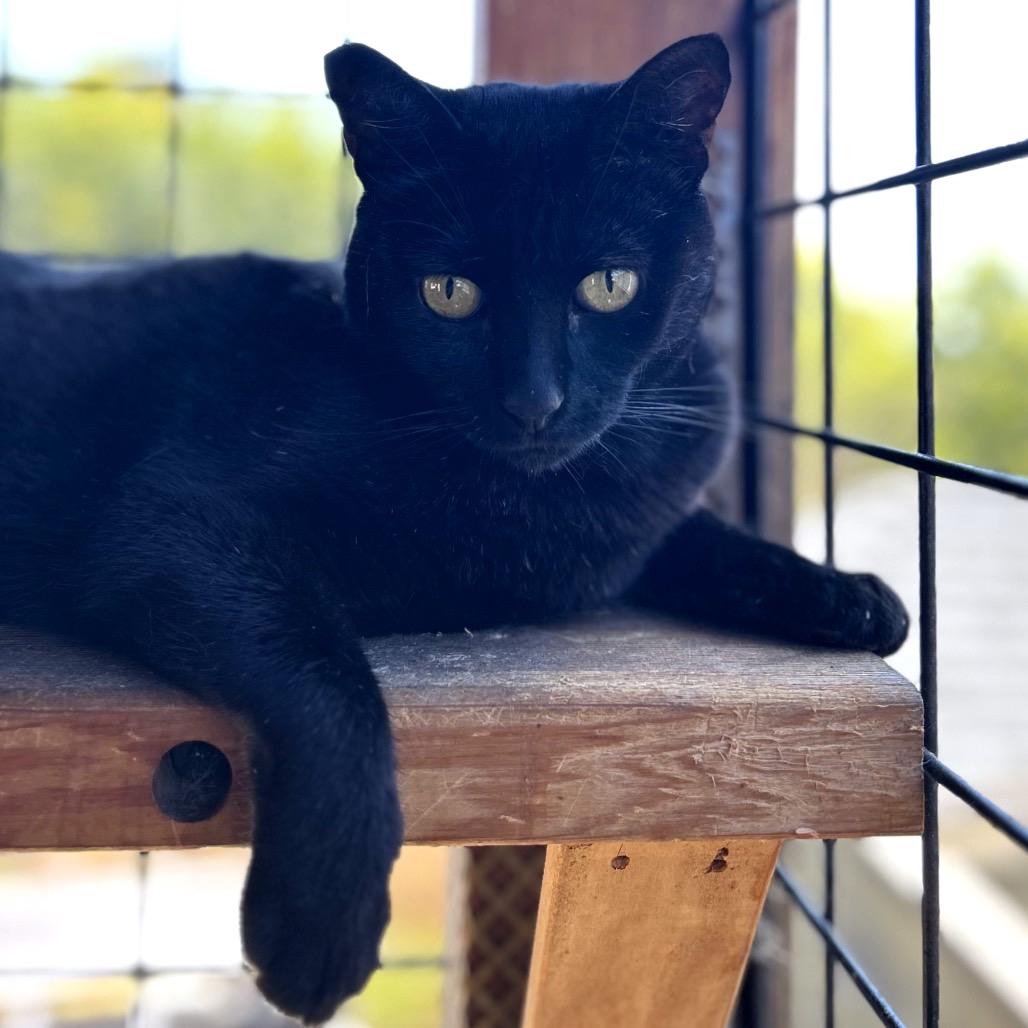 Sammy — thumbnail 3