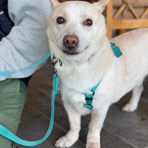 Buddy, a Adoptable mixed breed in Sunderland, ON image 1/6