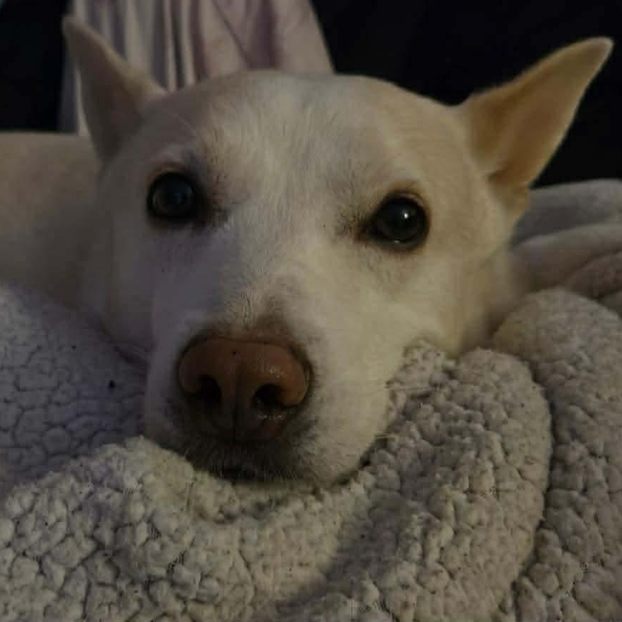 Buddy, adoptable, Adult Male Jindo & Mixed Breed.