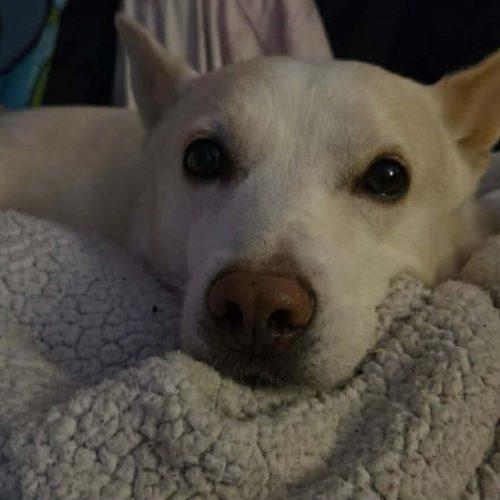 Enlarge Buddy, a Adoptable mixed breed in Sunderland, ON image 1/5