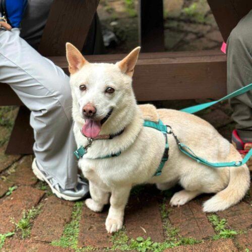 Buddy, a Adoptable mixed breed in Sunderland, ON image 3/6