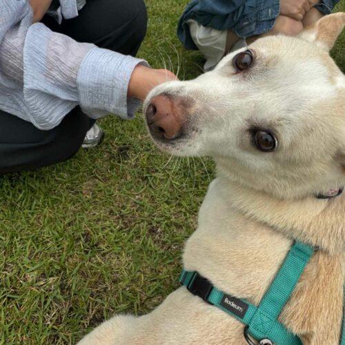 Buddy, a Adoptable mixed breed in Sunderland, ON image 4/6