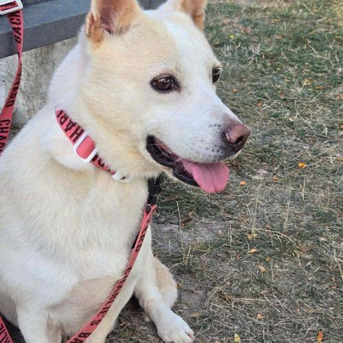 Enlarge Buddy, a Adoptable mixed breed in Sunderland, ON image 3/5