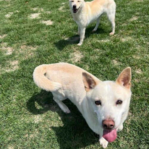 Buddy, a Adoptable mixed breed in Sunderland, ON image 5/6