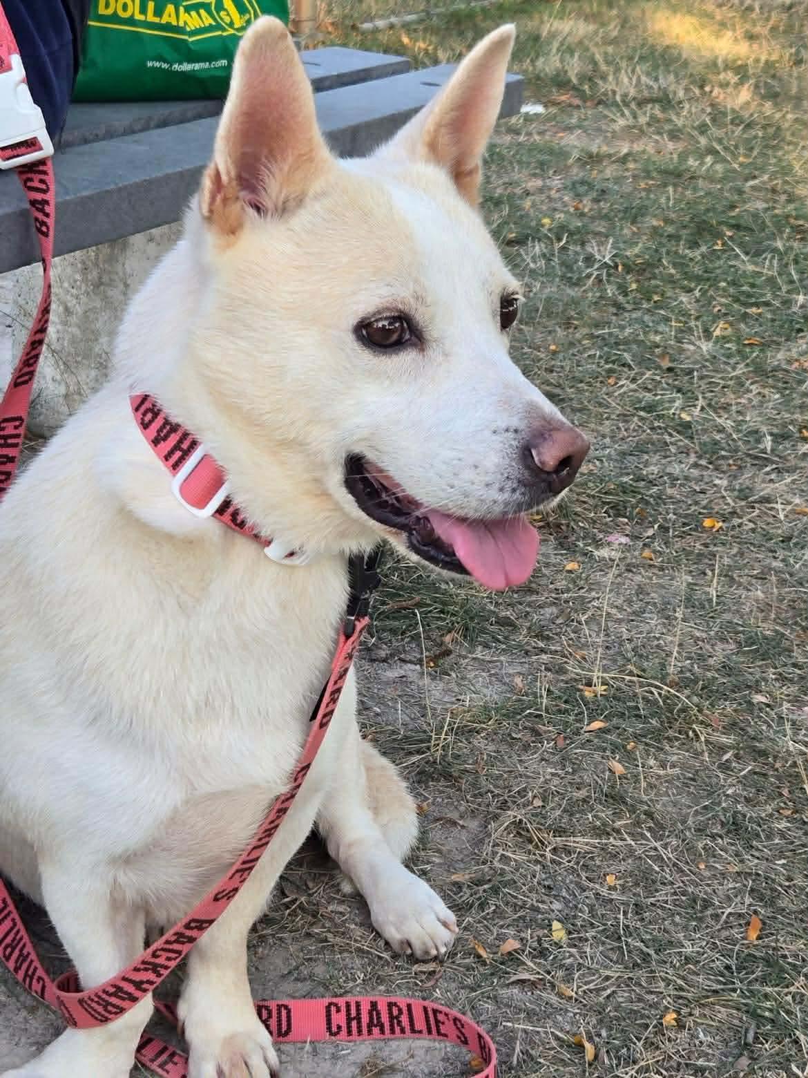 Enlarge Buddy, an adoptable mixed breed in Sunderland, ON image 2/6