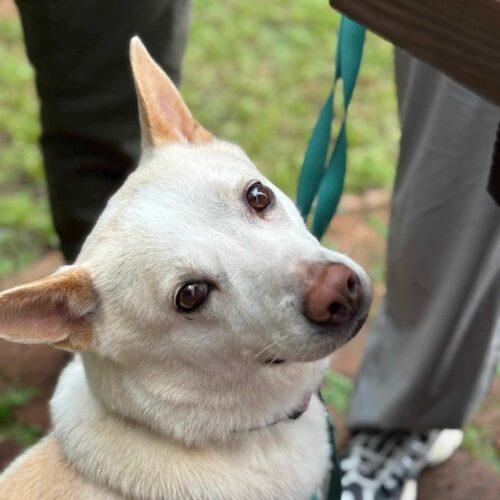 Buddy, a Adoptable mixed breed in Sunderland, ON image 6/6